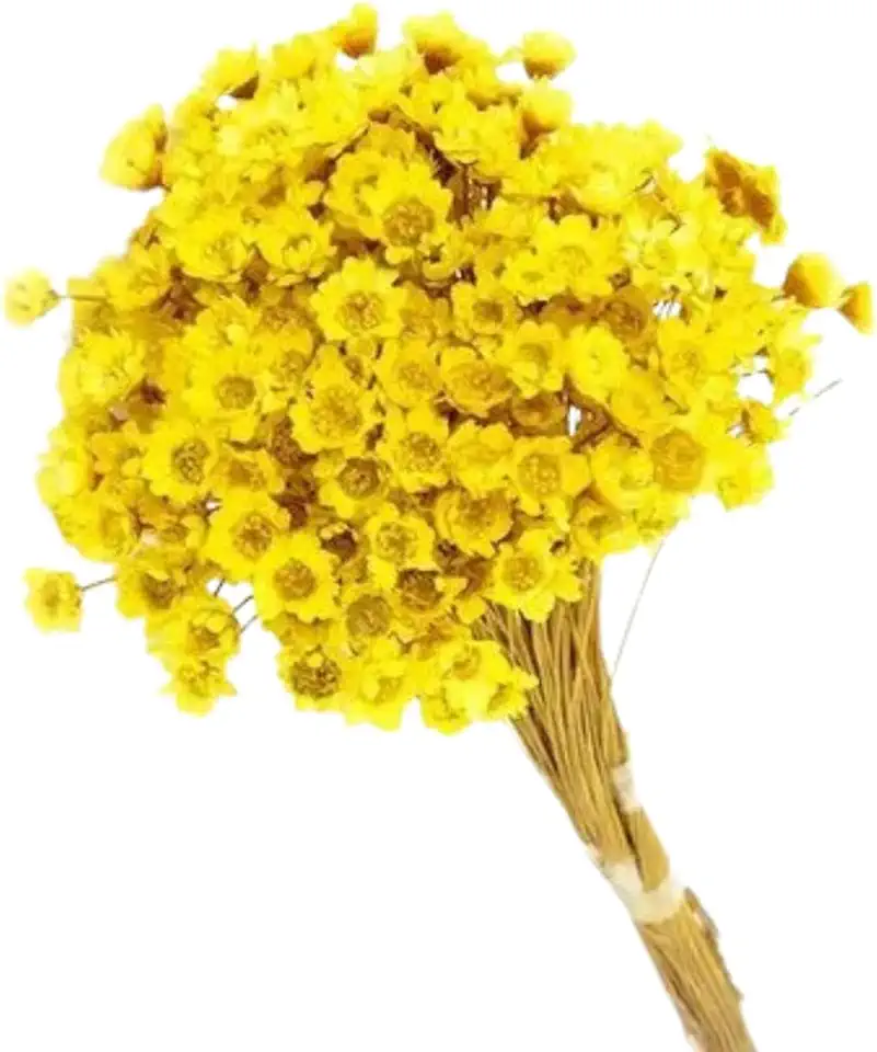 Flor Desidratada Sempre Viva C/02 Maços Amarela Decoração Festa Decoração de Casamento