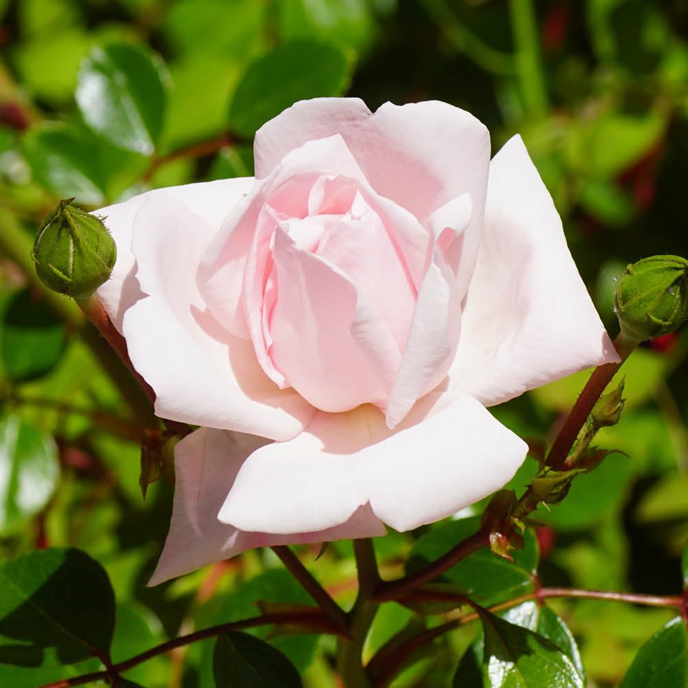 YouGarden Joseph's Rose, Shell-Pink Fragrant Climbing Rose, 4 Litre Potted Plant, Ready To Plant