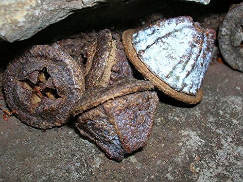 Miniatura 3 de Heirloom 25 Semillas de flor de eucalipto globulus azul Tasmanian