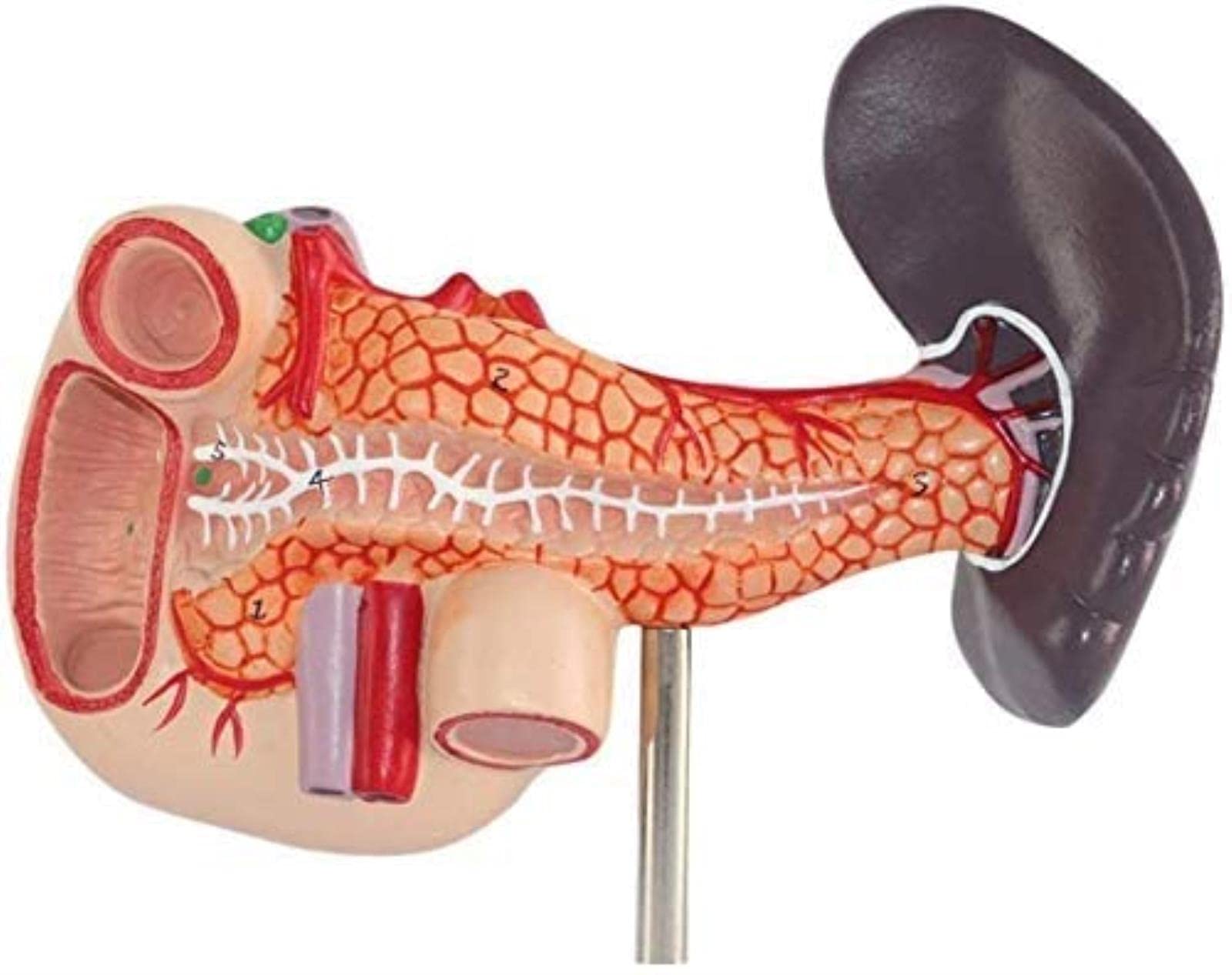 GTHTUHFD Education Human Spleen And Pancreas Model - Human Pancreas Magnitude Duodenum Spleen Model Model Of Human Anatomy Organ Skeleton Model