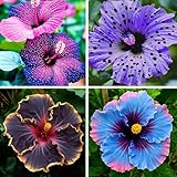 Hibiscus Flower Seeds for Planting, 145+ Mixed Giant Hibiscus Seeds, Perennial Flower, Non-GMO Heirloom Seed for Home Garden, Potted Decoration