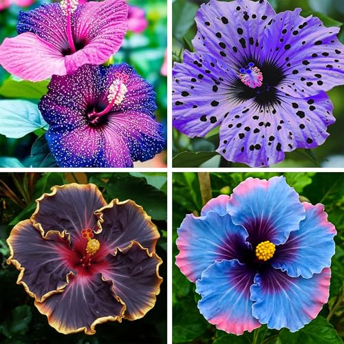Hibiscus Flower Seeds for Planting, 145+ Mixed Giant Hibiscus Seeds,