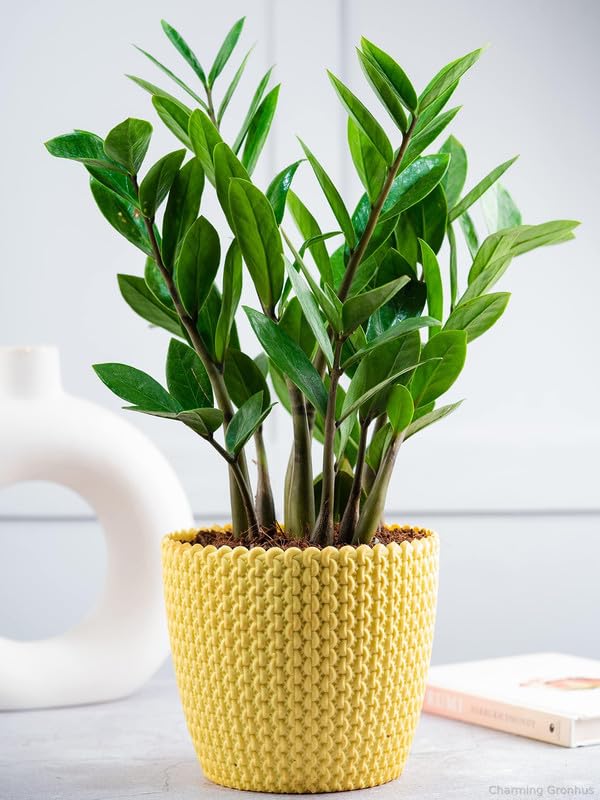 Charming Gronhus Live Indoor Live ZZ Plant | Living Room Plants | Indoor Plants With Black Plastic Pot (B0DBHZKSZZ) Amazon Price History, Amazon Price Tracker