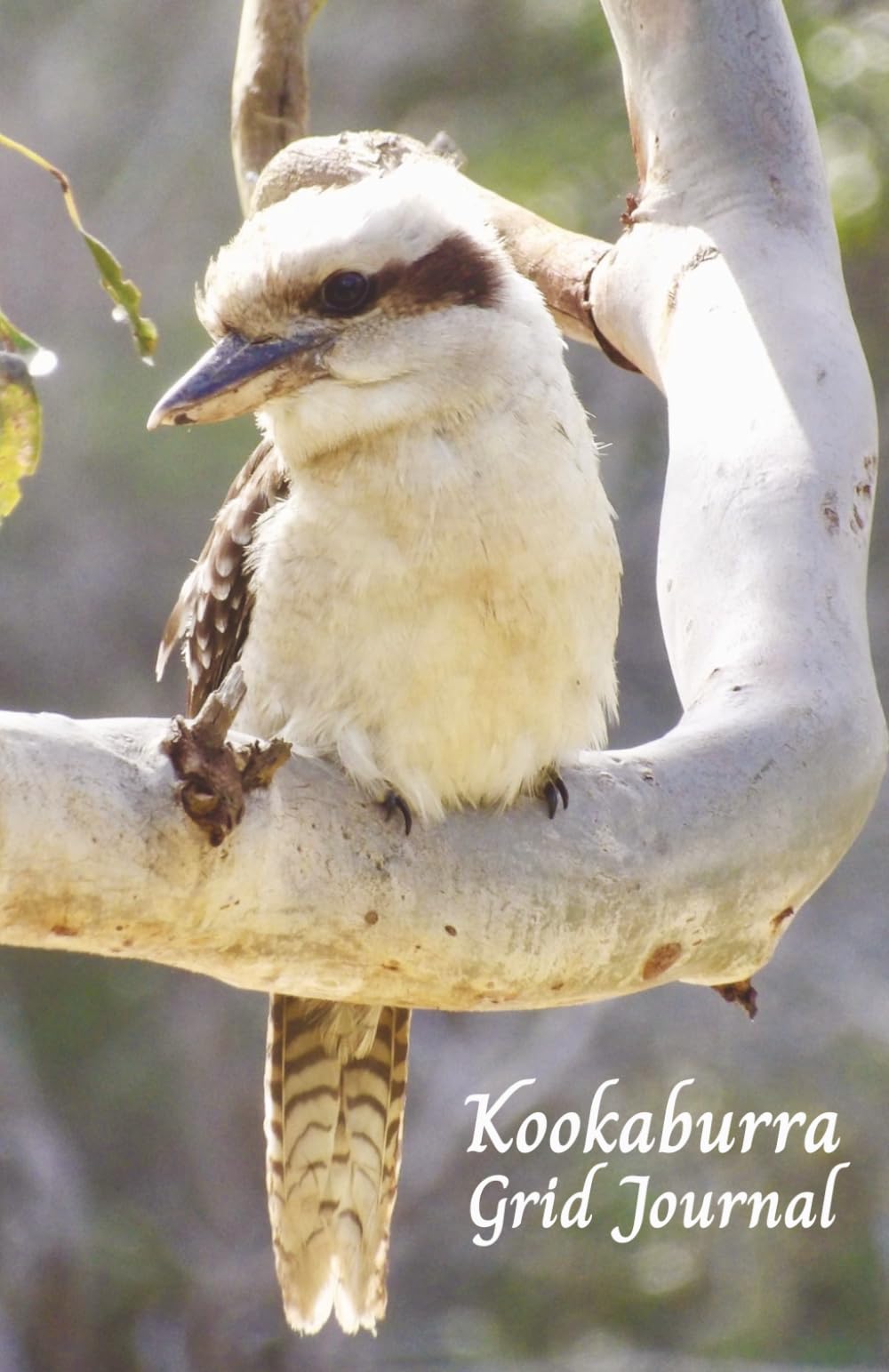 Kookaburra Notebook: Blank Grid