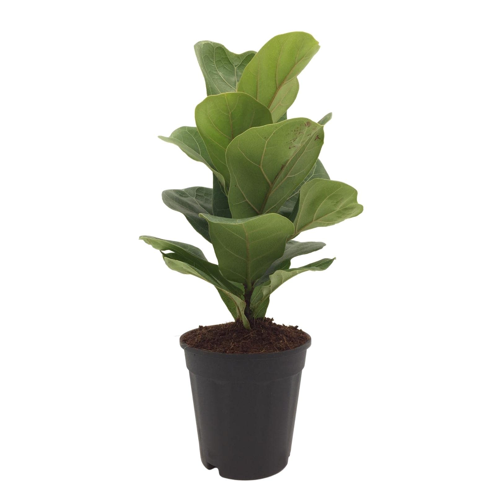 Plantsworld Ficus lyrata, Fiddle Leaf fig Live Plant, Pot Size 5" 1 Piece (B07563F4BW) Amazon Price History, Amazon Price Tracker