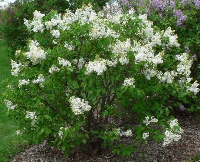 Betsy Ross Lilac Bush