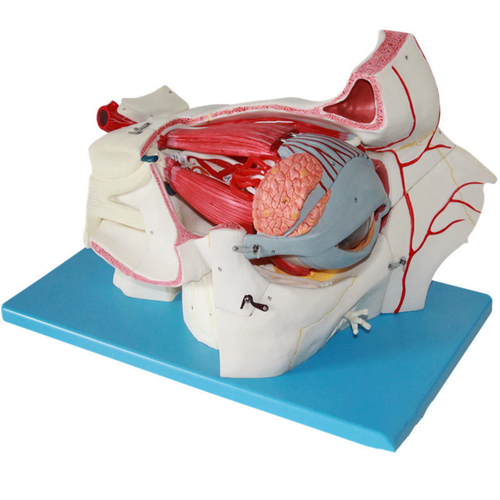 GTHTUHFD Anatomy Model,Eye Model,Human Eye Model,Enlarged Eyeball Anatomy Model,Human Organ Model Eye Anatomy