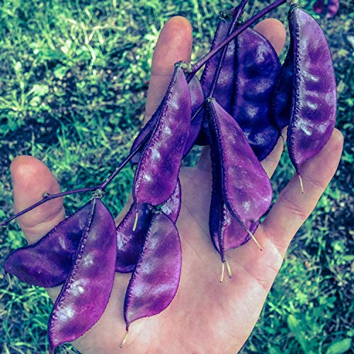 Ruby Moon Hyacinth Bean (Lablab Purpureus) Seeds - Pack Of 12, Certified Organic, Non-Gmo, Open Pollinated, Untreated Vegetable Seeds For Planting – From Usa #TOP1