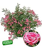 Standort: Sonne bis Halbschatten; Blütezeit: Juni-Oktober