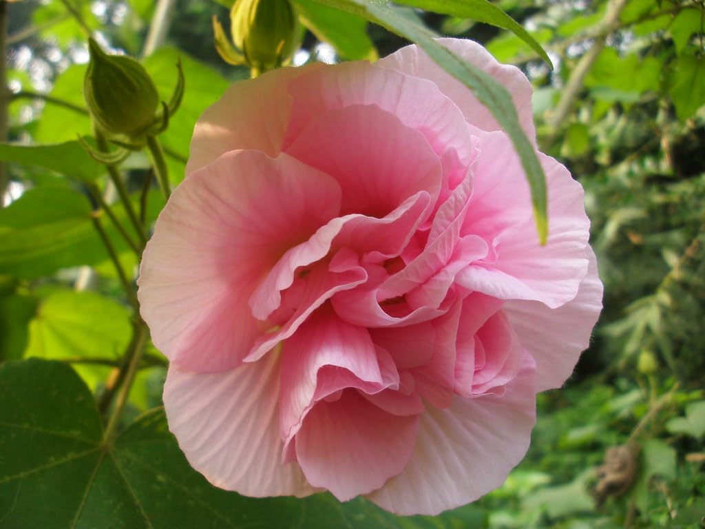 GREEN HORIZON Live Confederate Rose/Land Lotus/Hibiscus mutabilis/Dixie rosemallow/Cotton rose/Cotton Rosemallow/Sthal Kamal/Sthal Paddo Flower plant 004, Pack of 1 (B0CRZG78DZ) Amazon Price History, Amazon Price Tracker