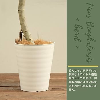 フィカス ベンガレンシス 曲がり ファイバー鉢 お皿付き Amazon｜フィカスベンガレンシス 10号 曲がり 受け皿付 【観葉