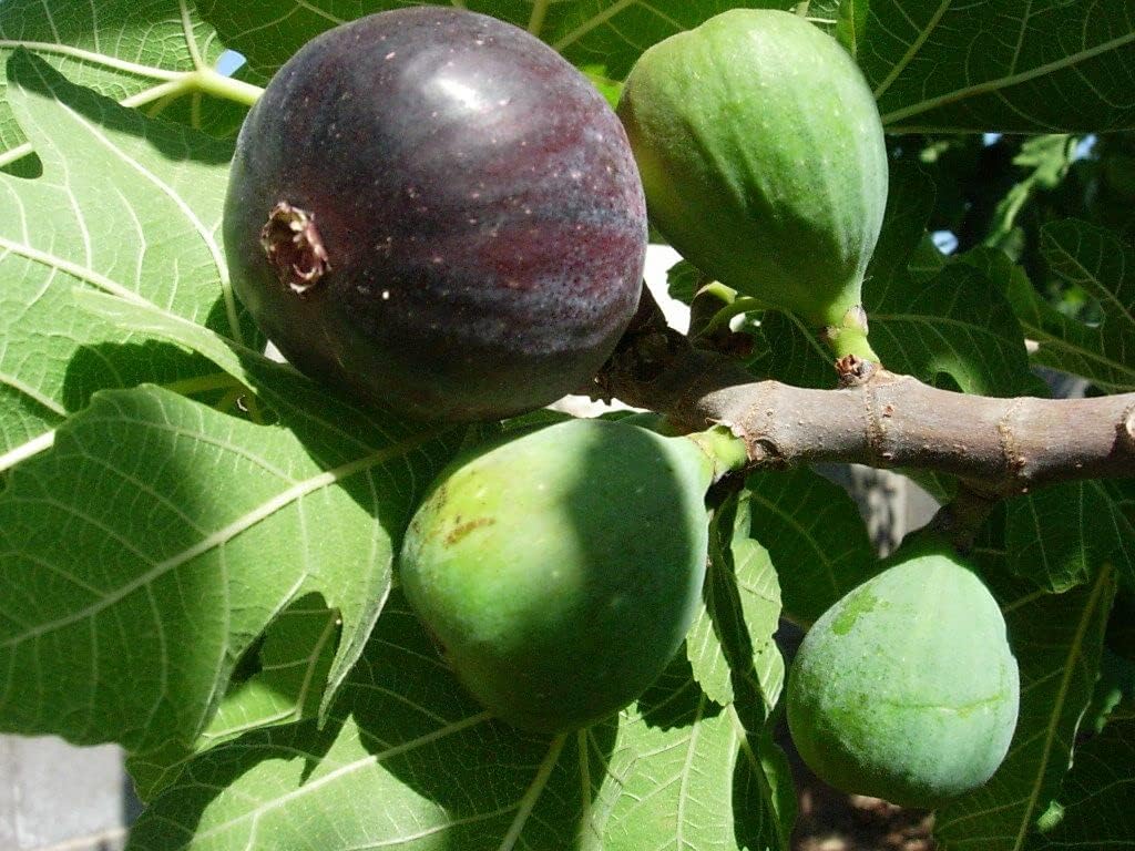 Black Mission Fig Tree - 10 Live Starter Plants - Ficus Carica - Edible Fruit Tree for The Patio and Garden