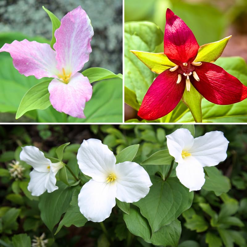 Amazon.com : 10 Assorted Trillium Flower Bulbs, Trillium Bulbs for ...