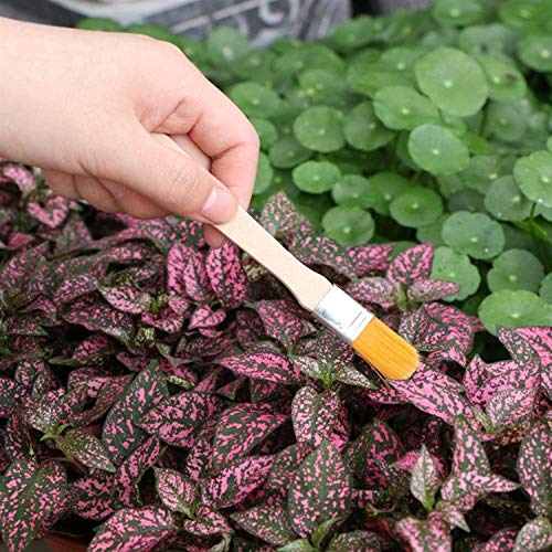 DECDEAL 10 PCS Conjunto de Ferramentas de Plantio de Jardim Bonsai Suculenta Transplantação Miniatur