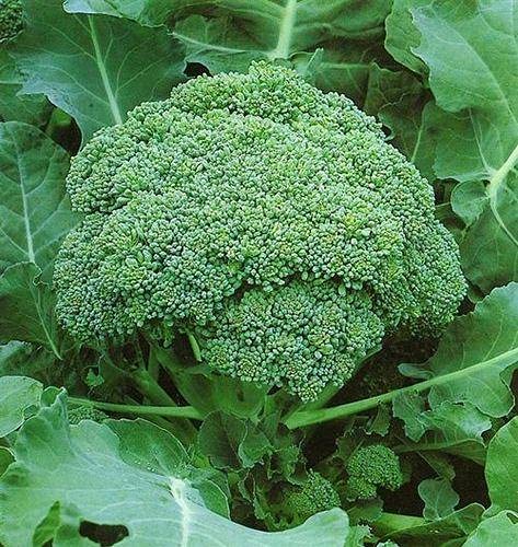 Golden Hills Farm Hybrid Brocoli Greenback 200+ seeds (B096W4RXT8) Amazon Price History, Amazon Price Tracker