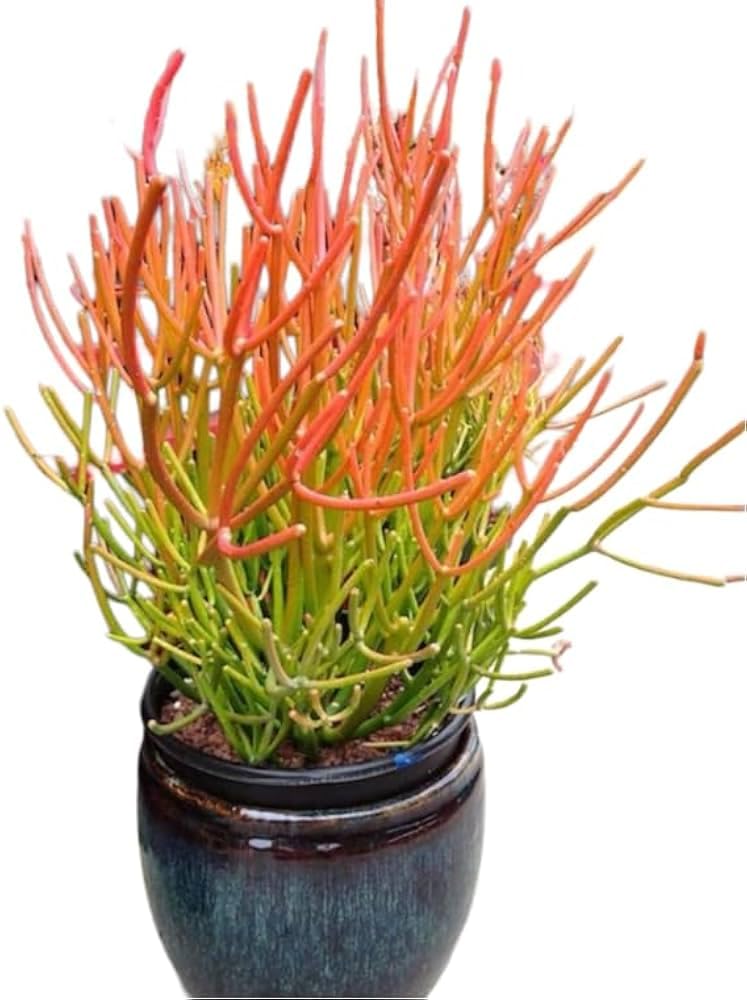ROOTVILLA Real Pencil Cactus Plant foliage ornamental Succulent Plant With Pot-image-31