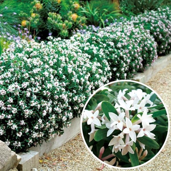 Amazon.co.jp: 花木苗 四季咲き沈丁花 エターナルフレグランス 1