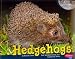 Hedgehogs (Nocturnal Animals)