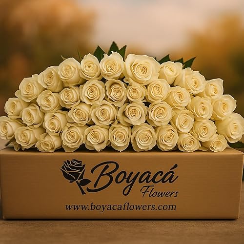 Boyacá flowers, Ramo de 100 rosas blancas con tallo, flores frescas de granja directa, flores recién cortadas, regalo para aniversario, cumpleaños,