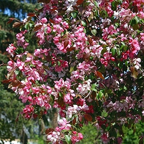 Zierapfel Rudolph 100-125cm - Malus Hybride - lebende Gartenpflanze aus den Baumschulen