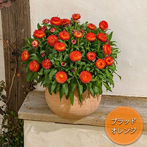 Amazon ヘリクリサム コロロ ブラッドオレンジ8号鉢植え 観葉植物 オンライン通販