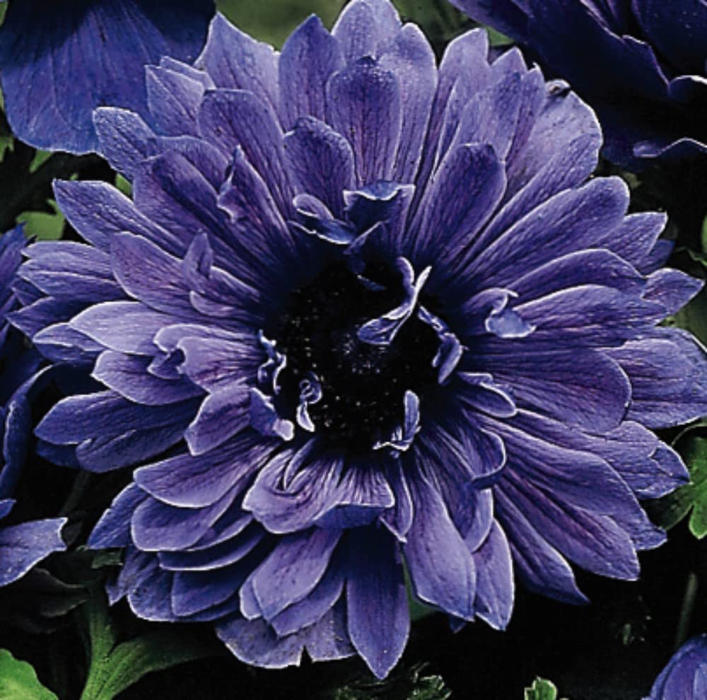 Anemone coronaria โLord Lieutenantโ Garden Flowering Easy to Grow Your Own Bulbs Ideal Summer & Spring Patio Plant 20x Bulbs by Thompson and Morgan