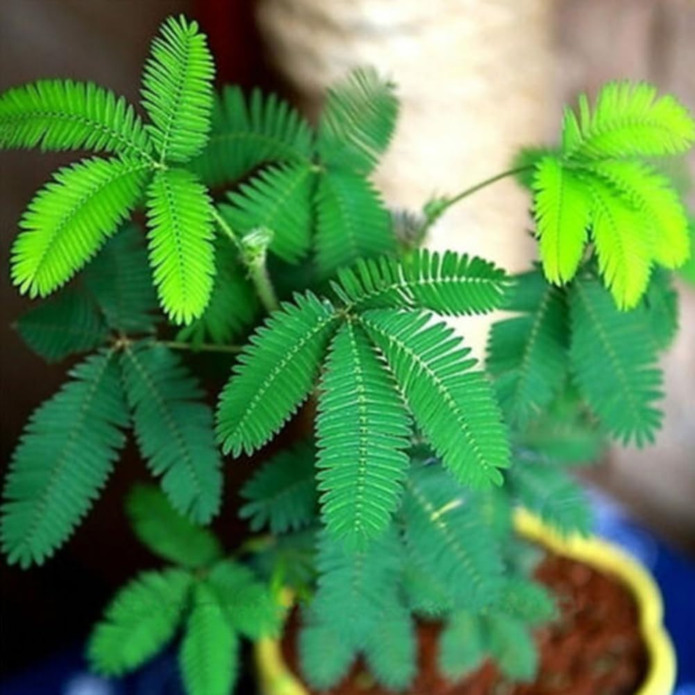Mimosa Pudica Graines, 100 Pcs, Jardin Bonsaï Pot Plantes Décor Bleu