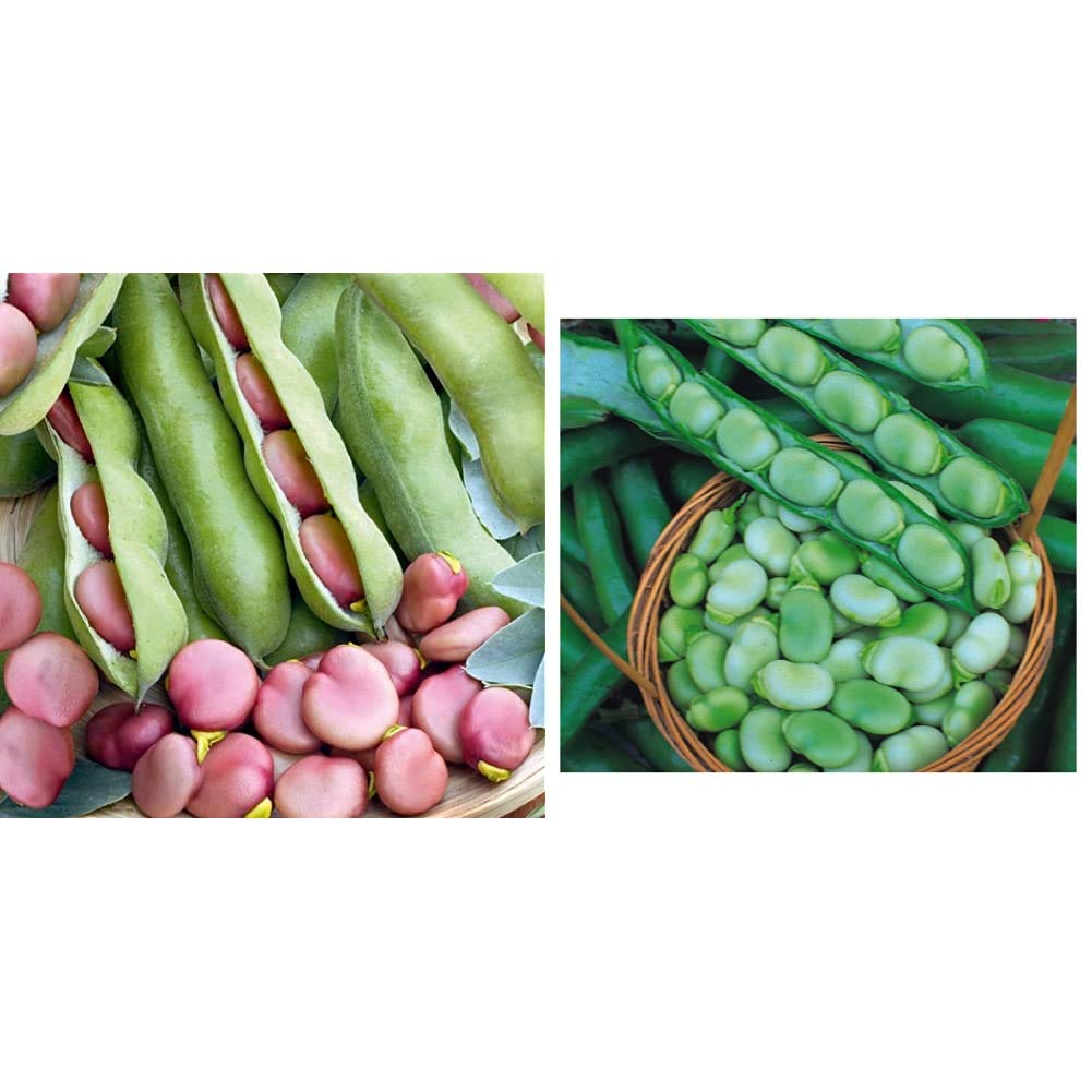 Premier Seeds Direct Broad Bean Pink - KARMAZYN - 75GM - Approx 50-55 Seeds & Broad Bean- Masterpiece Green - 110gm ~ 80-90 Seeds (Maincrop)