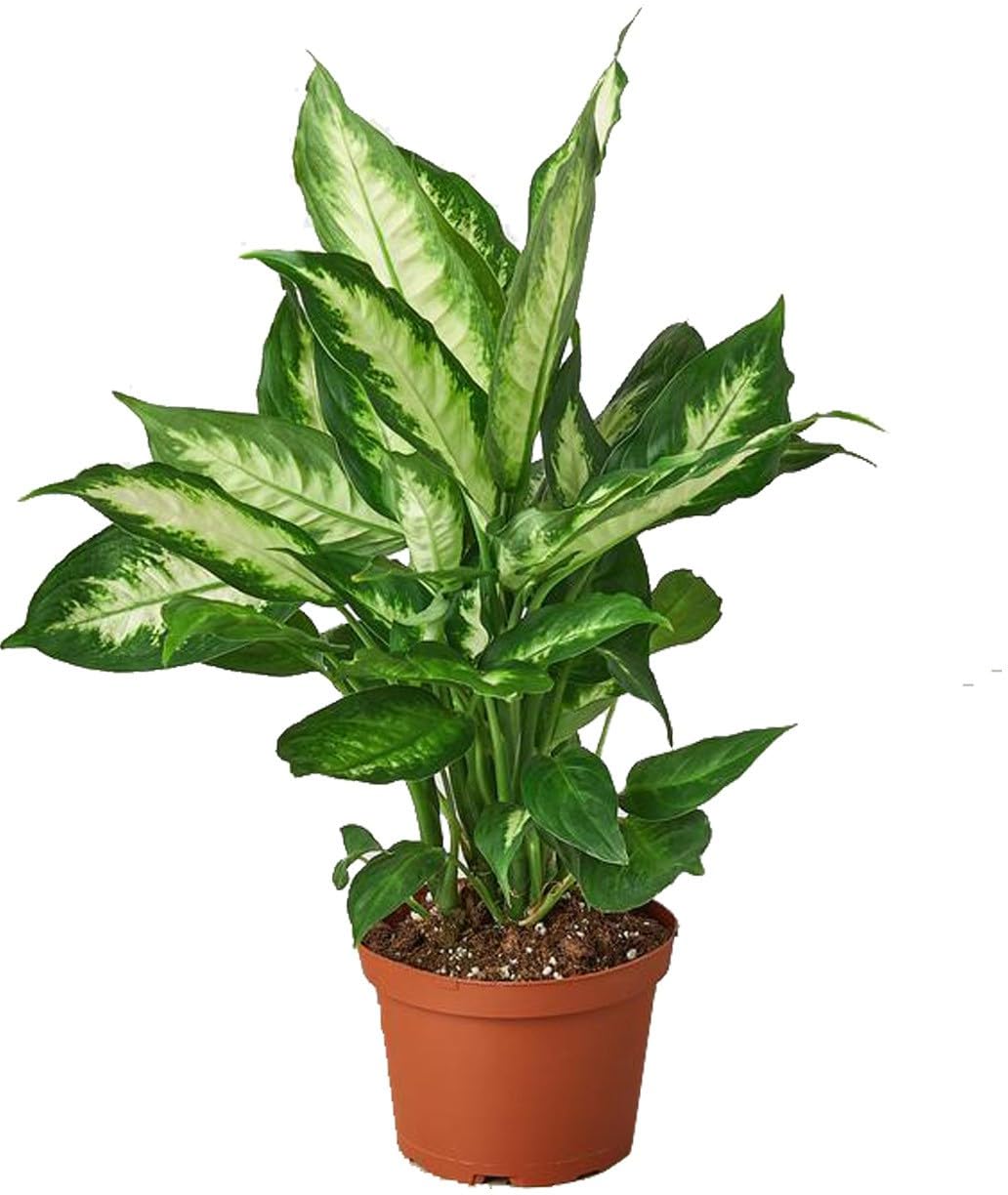 Punarva Dieffenbachia PlantAgolima PlantDieffenbachia Camille live plant with pot (B0D11YZBS4) Amazon Price History, Amazon Price Tracker
