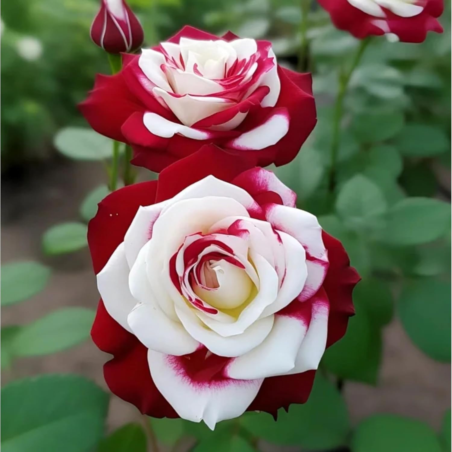 Amazon.com : 100+ PCS Rare Twin Red White Rose Seeds - Heirloom