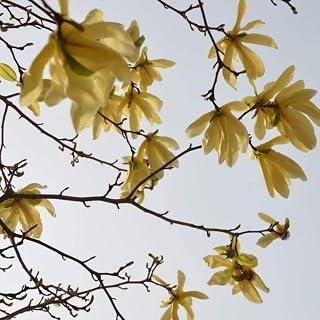 QMXCING 50pcs Magnolia Seeds Bright Yellow Petals Pleasant Aroma Heirloom Flowers Outdoor Courtyard Terrace Natural Growth Cut Flower Bouquet