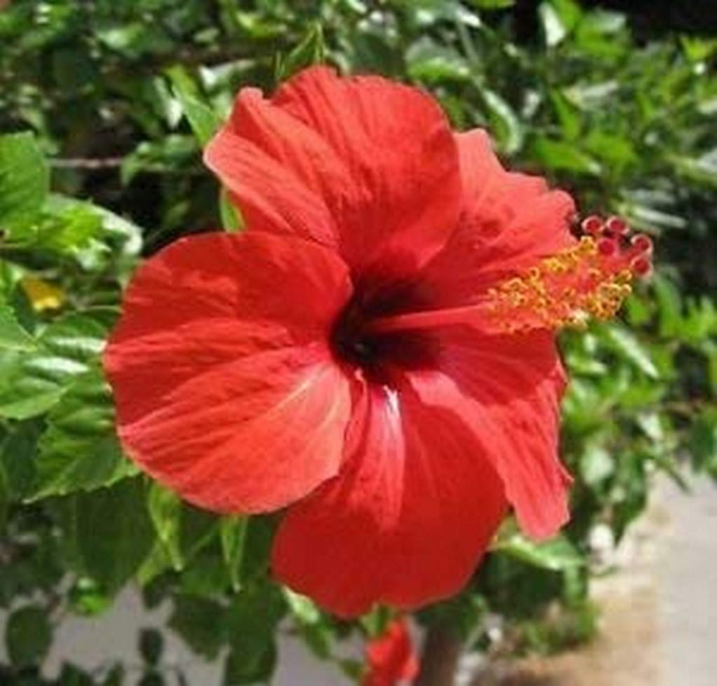 OhhSome Garden Live Red Hibiscus Plant - One Red Hibiscus Flowering Plant (B09N9BXJTL) Amazon Price History, Amazon Price Tracker
