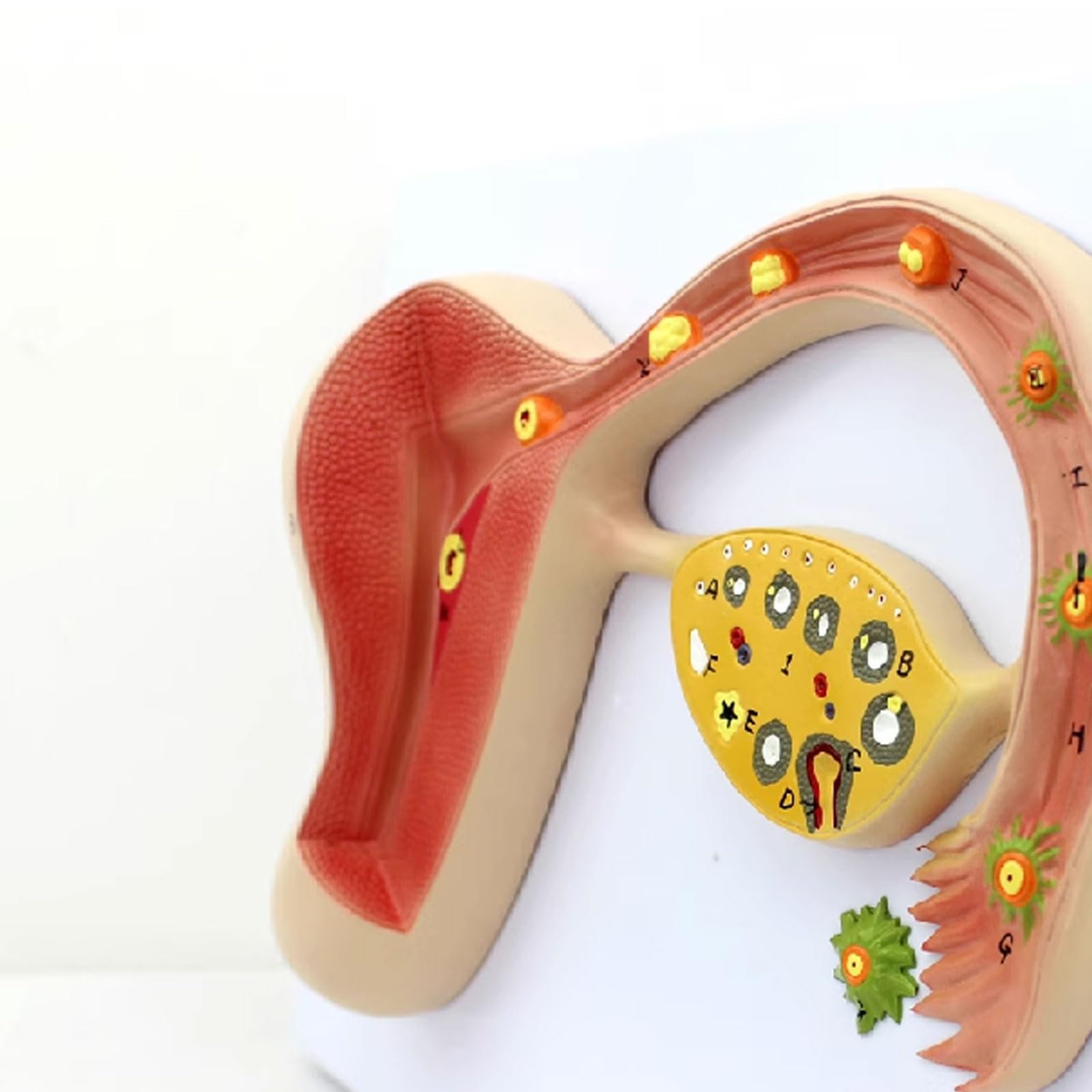 Model edukacyjny Zapłodniony proces tworzenia jaj Model anatomiczny Trening reprodukcyjny Zestawy naukowe Materiały laboratoryjne Medyczna pomoc szkoleniowa