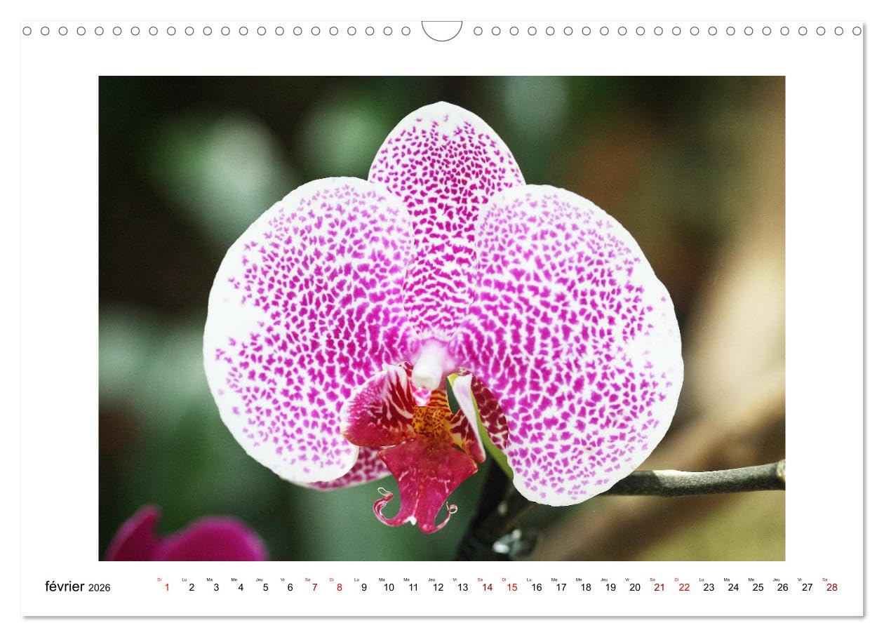 Mon rêve d'orchidées (Calendrier mural 2026 DIN A3 vertical), CALVENDO calendrier mensuel: Des fleurs d'orchidées variées en photographies expressives