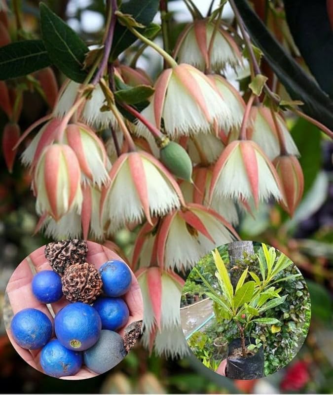 Rudraksha Live Tree for Garden Divine Holy Plant (1 Healthy Live Plant)-image-43