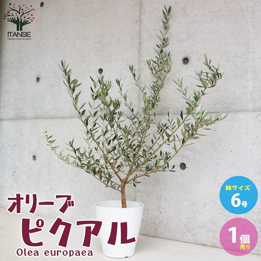 Amazon.co.jp: ITANSE オリーブの苗木 品種 ピクアル 6号