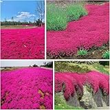 Más de 20.000 plantas de tomillo rojo están en plena floración, sus tonos vibrantes hacen que sea una exquisita exhibición decorativa.