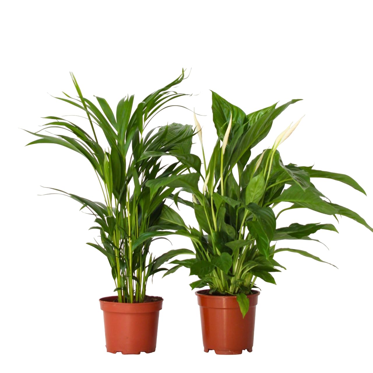 Plant in a Box - Spathiphyllum + Areca - Maceta 17cm - Altura 65-75cm - Air-So-Pure Mix - Plantas de interior purificadoras del aire - Planta de interior de una hoja - Palmera