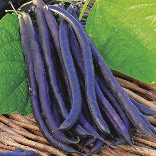 Creative Farmer Vegetable Seeds Old Heirloom Variety Seeds - Beans Purple ?Seeds Home Garden Seeds