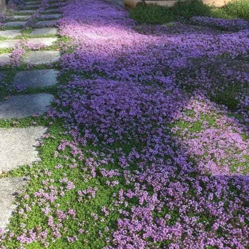 semillas de tomillo, medicinales, interior tomillo rastrero de primavera, resistentes para el jardín 300pcs