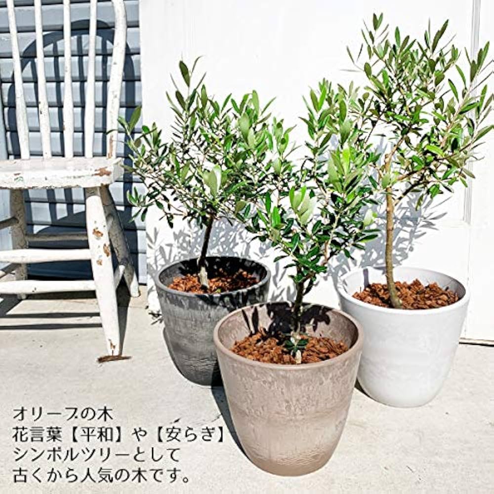 オリーブの木　イトラーナ　植物　インテリア オリーブの木 イトラーナ 植物 インテリア オリーブの木