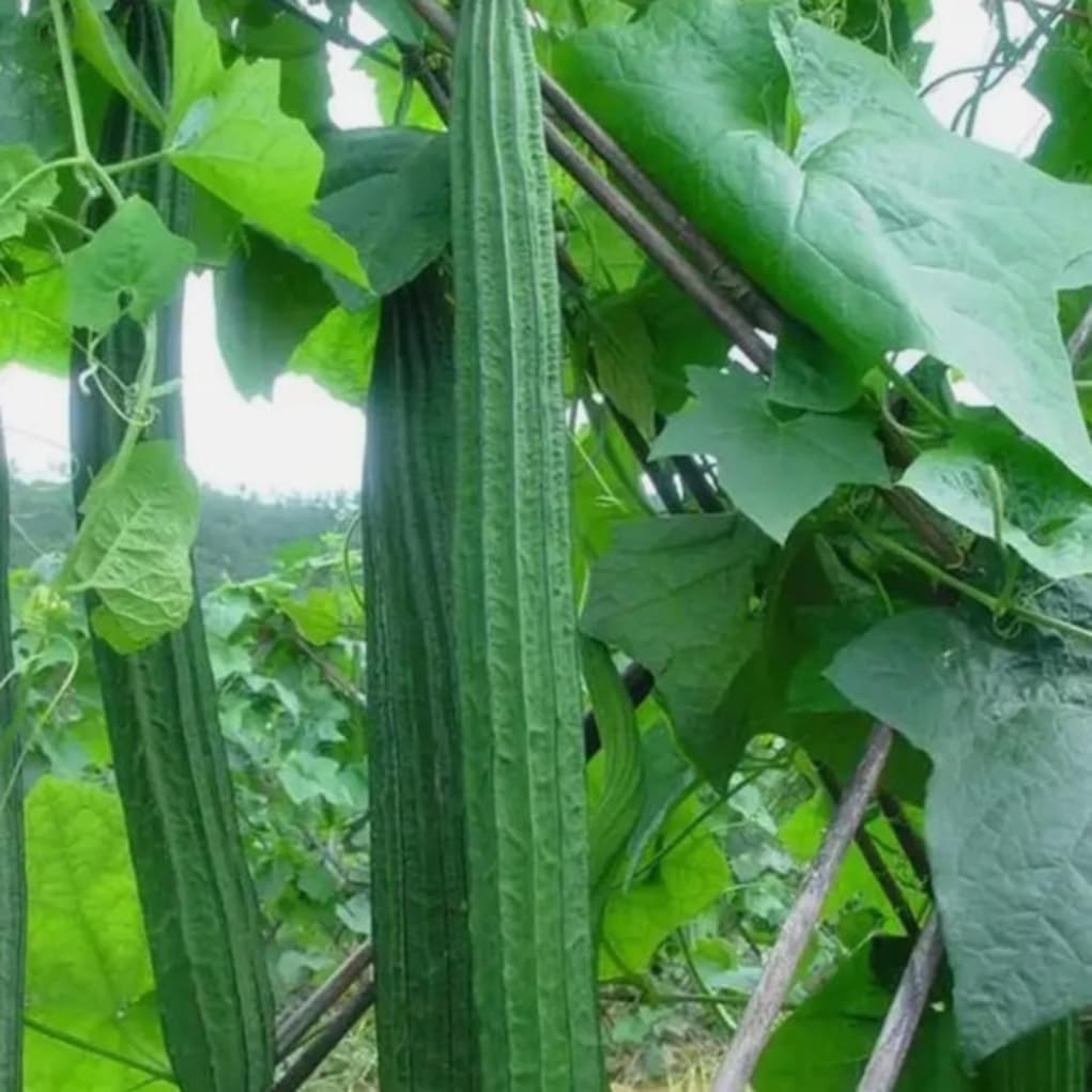 Amazon.com : 30PCS Ridged Sponge Gourd Seeds Chinese Okra Angled Luffa ...