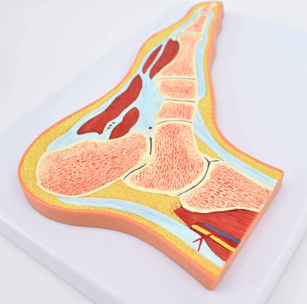 Medyczny anatomiczny model szkieletu stopy z więzadłami, struktura stawu skokowego medyczny model mięśni szkieletowych stopy stawu do nauczania medycznego naukowy