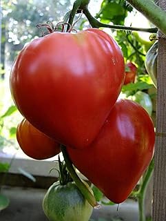 Rare Organic Heirloom Vegetable Tomatoes Seeds Bulls Heart Red, Beefsteak Tomato