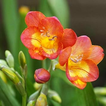 Amazon フリージア球根 多年生植物 家の植え付けに適しており 春植え球根 1 3球根 花