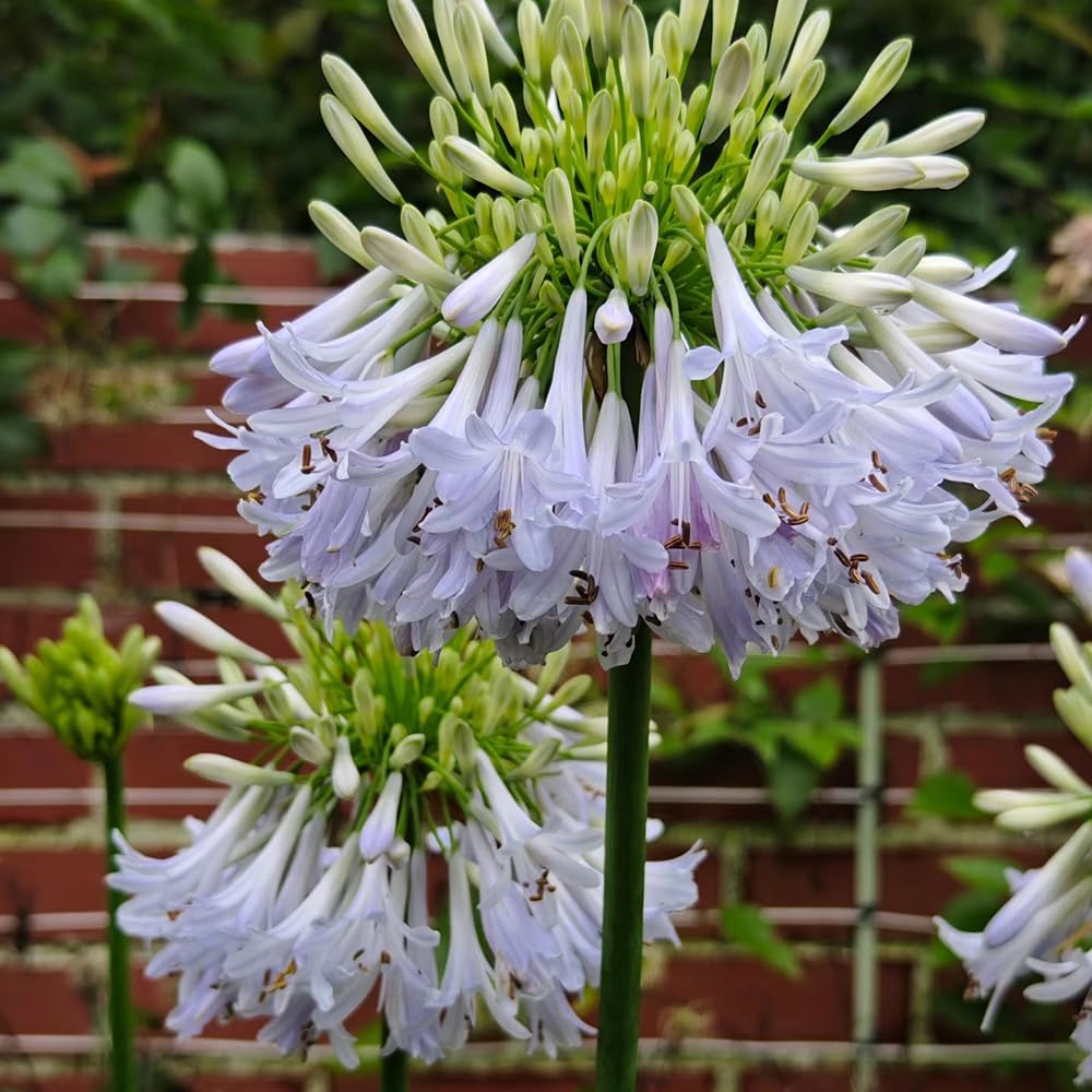 agapanto agapanthus - exóticas jardín balcón 5bulbos