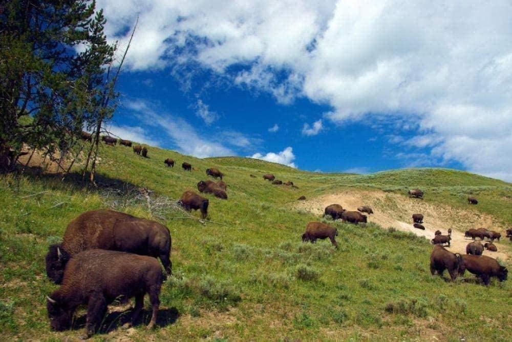 2000 Teile Erwachsenenpuzzle Kinder Puzzle Bison im Hayden Valley Yellowstone Nationalpark für Kinder Erwachsene Puzzles Geschenk 70x100CM