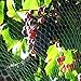 13 Ft x 33 Ft Anti Bird Netting Green Garden Bird Net, Plants Fruits Berry Mesh Netting Protect Against Rodents Birds