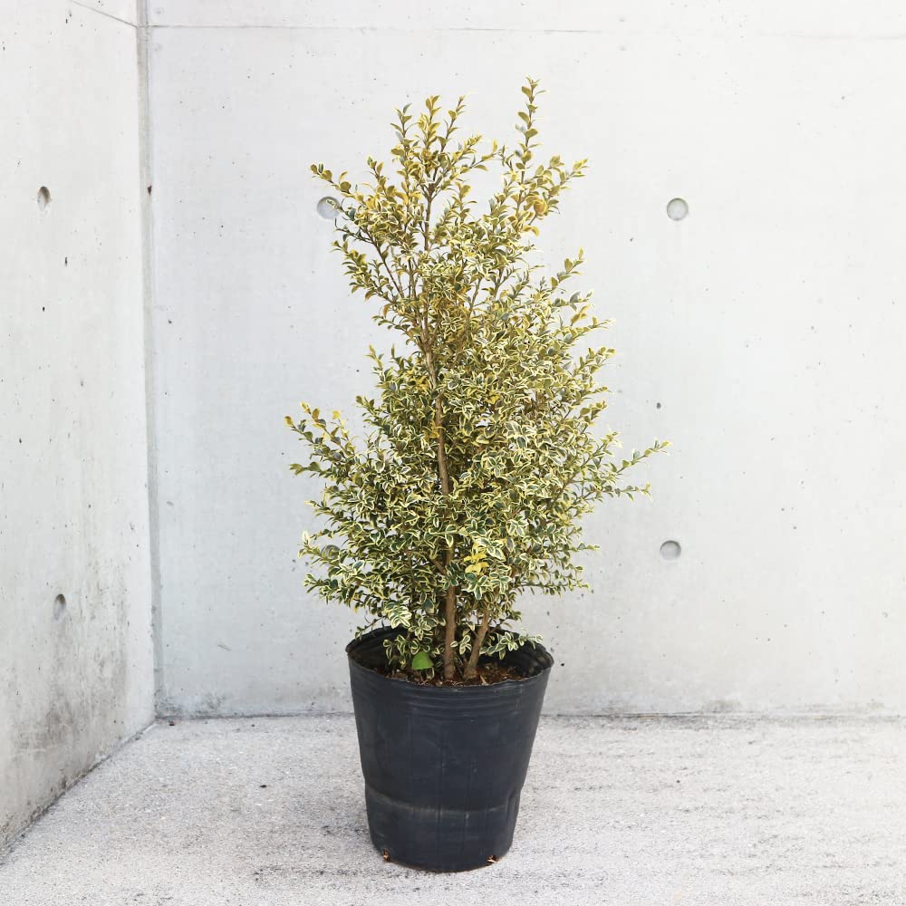 ヒカゲヘゴ　苗木　７号ポット　リラックス効果　開運風水 おしゃれ 観葉植物 シダ植物 ヒカゲヘゴ：ヘゴシダ*7号