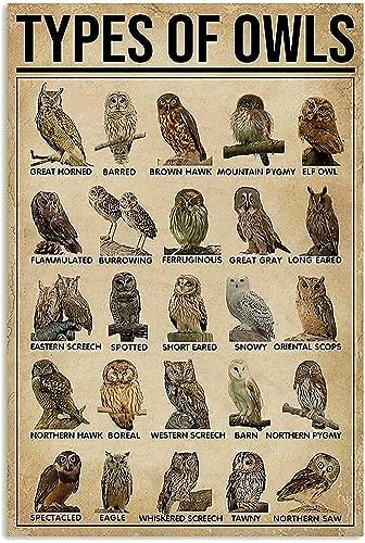 C-04 Owls Types Posters Animal Science Wall Decor Metal Signs Owl Knowledge Home Decor Room Decor Club Vintage Printing Plaque 12X17 Inches